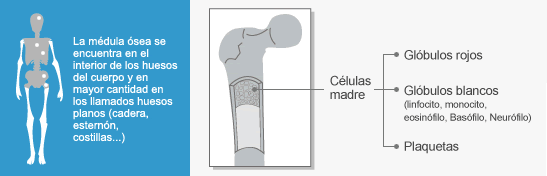 medula osea